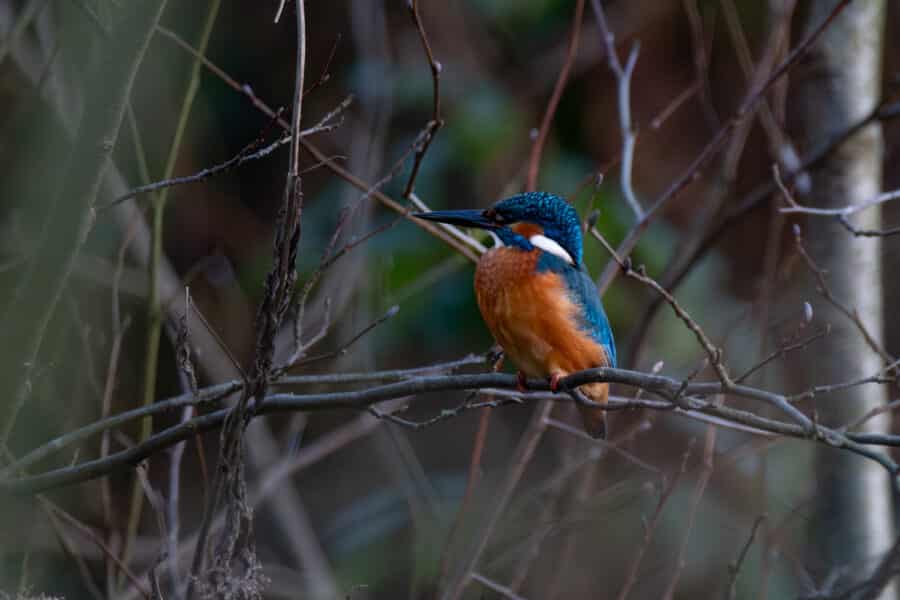 Eisvogel