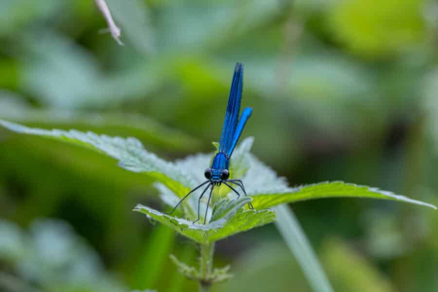 Gebänderte Prachtlibelle