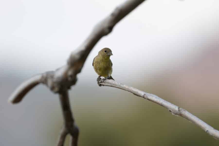 Lesser Goldfinch