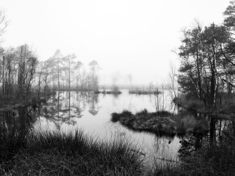 Pietzmoor