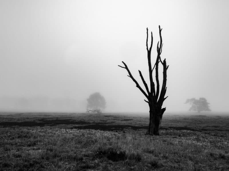 Pietzmoor