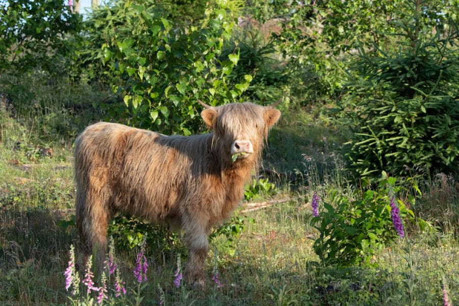 Schottisches Hochlandrind