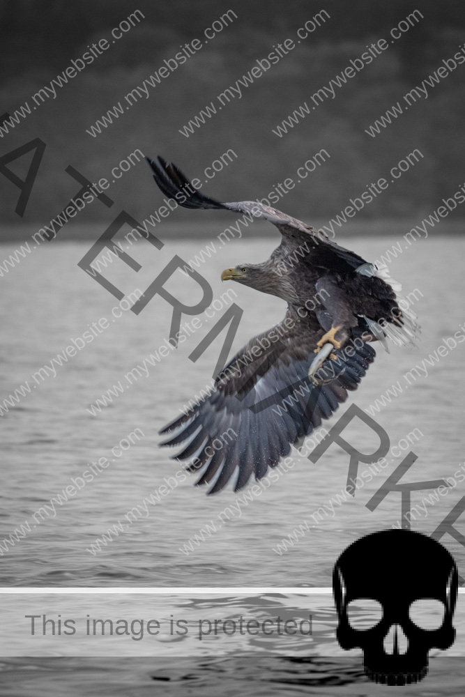 Seeadler