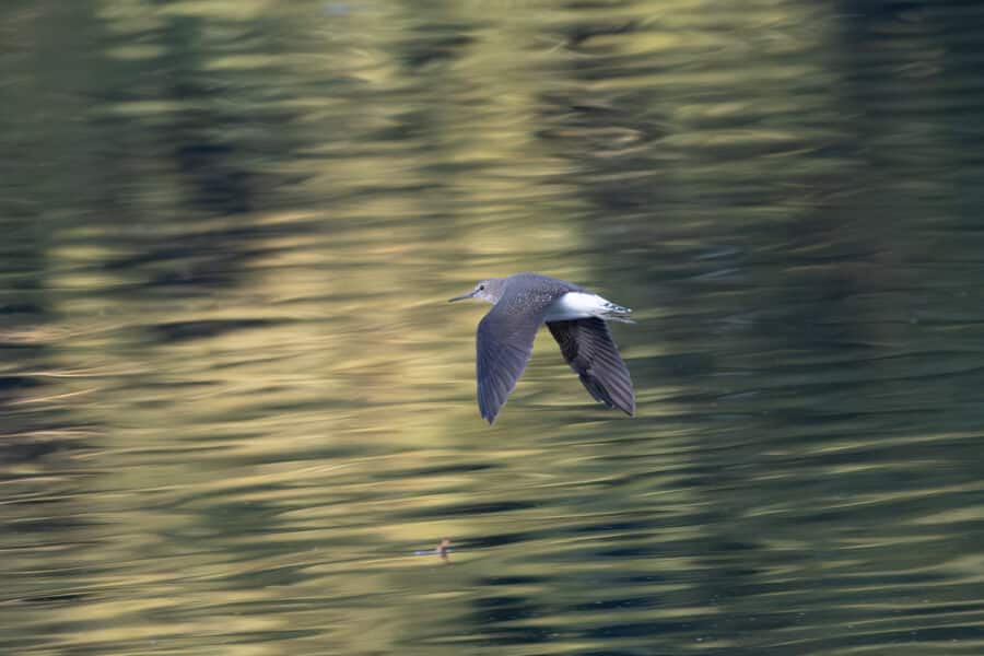Waldwasserläufer