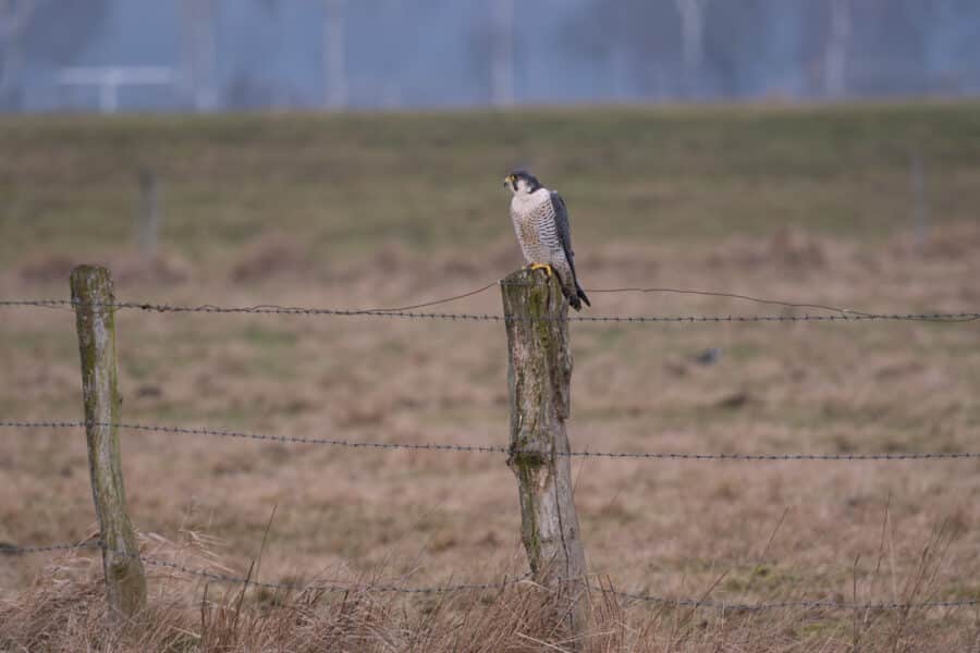 Wanderfalke (Falco peregrinus)