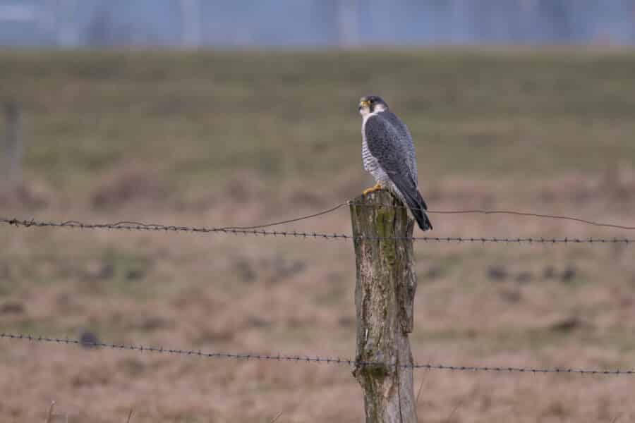Wanderfalke (Falco peregrinus)