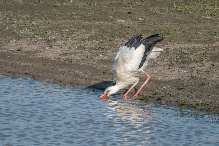 Weißstorch