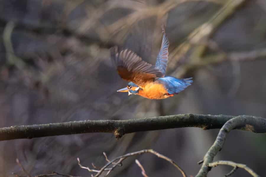 Eisvogel