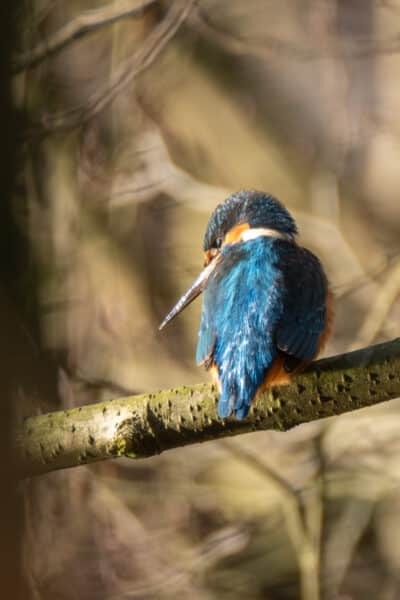 Eisvogel
