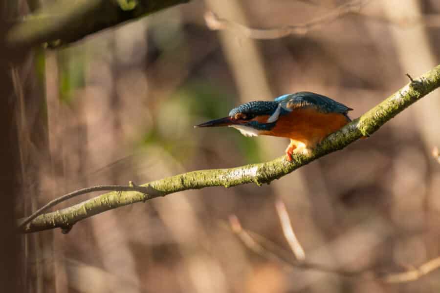 Eisvogel