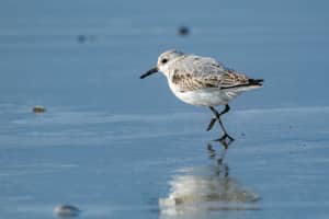 Texel, De Marel