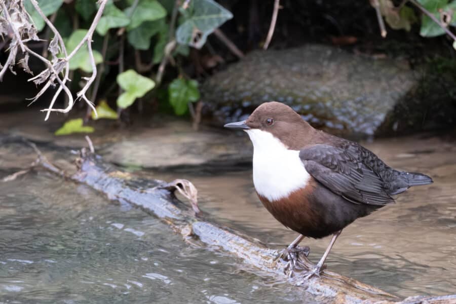 Wasseramsel