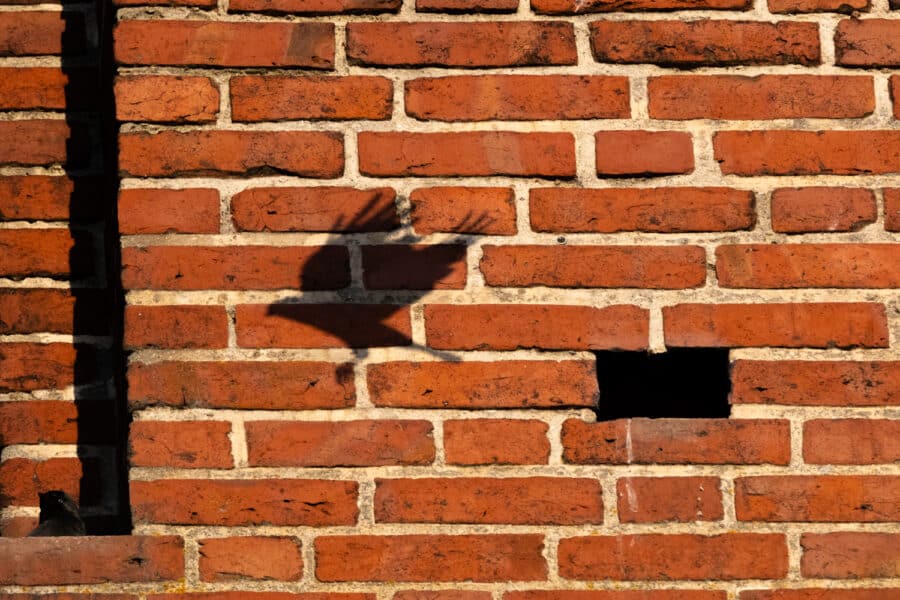 Dohlenschatten
