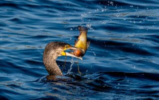 Kormoran