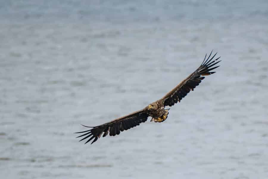 Seeadler