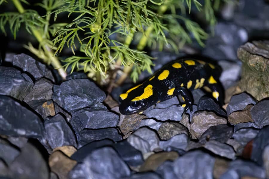 Feuersalamander