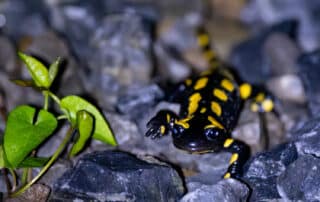 Feuersalamander