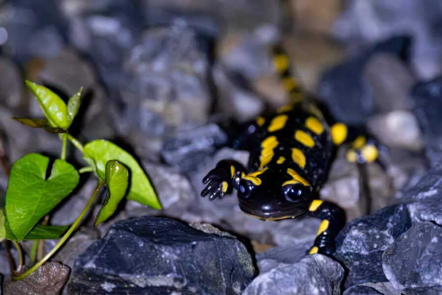 Feuersalamander