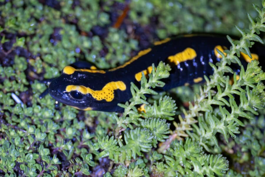 Feuersalamander