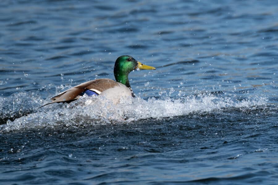 Stockente