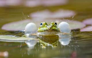 Wasserfrosch