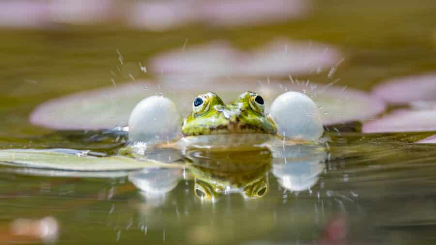 Wasserfrosch