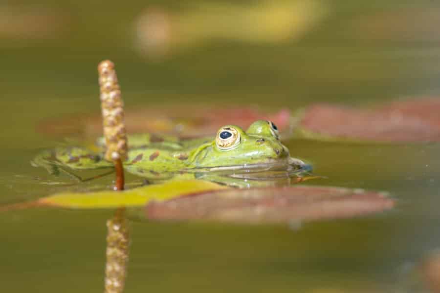 Wasserfrosch