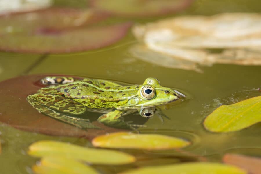 Wasserfrosch