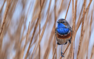 Blaukehlchen