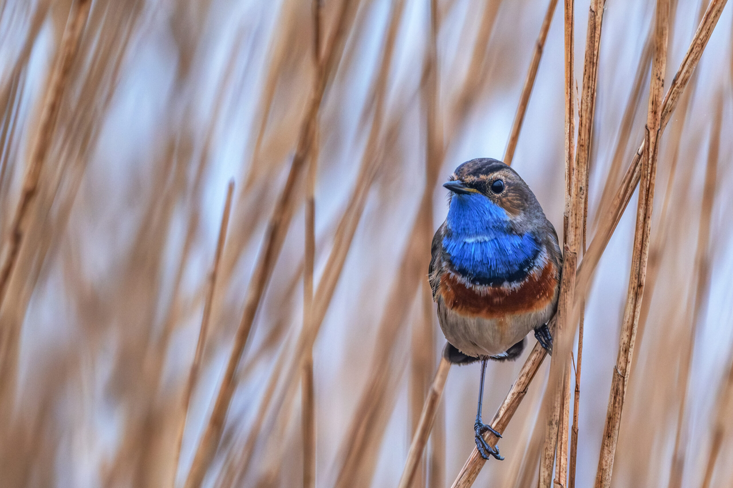 Blaukehlchen