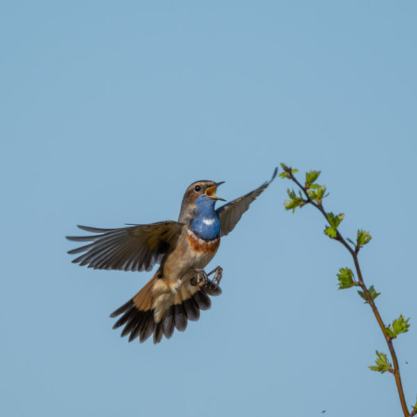 Blaukehlchen