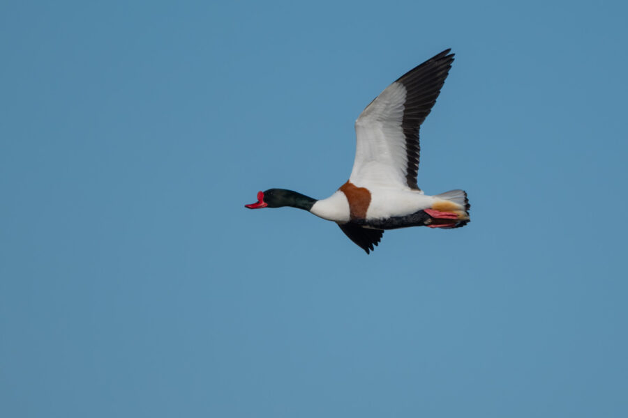 Brandgans (Tadorna tadorna)
