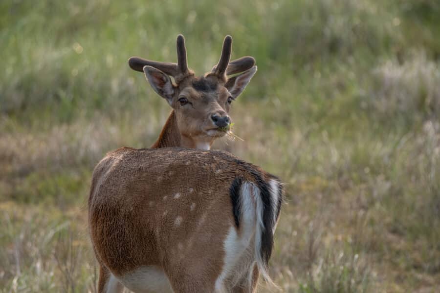 Damhirsch