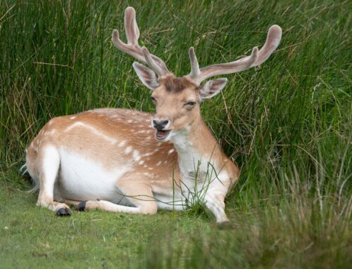 Amsterdamse Waterleidingduinen