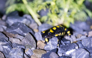 Feuersalamander