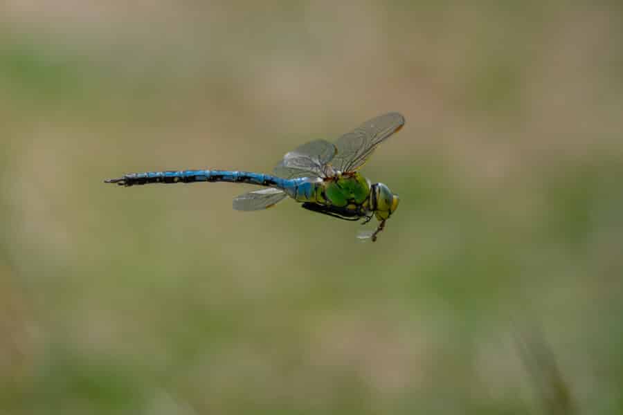 Große Königslibelle