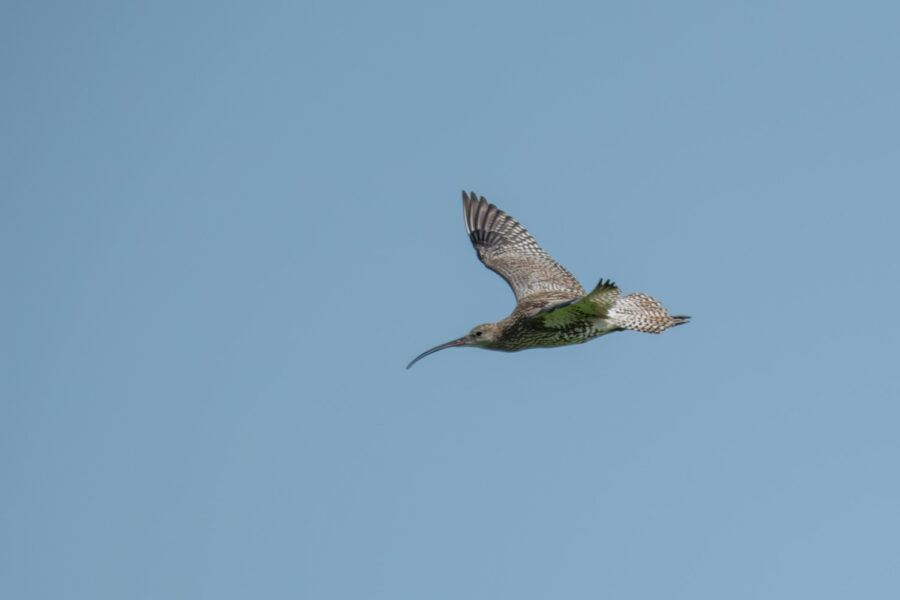 Großer Brachvogel