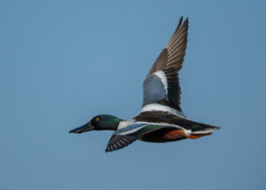 Löffelente (Spatula clypeata)