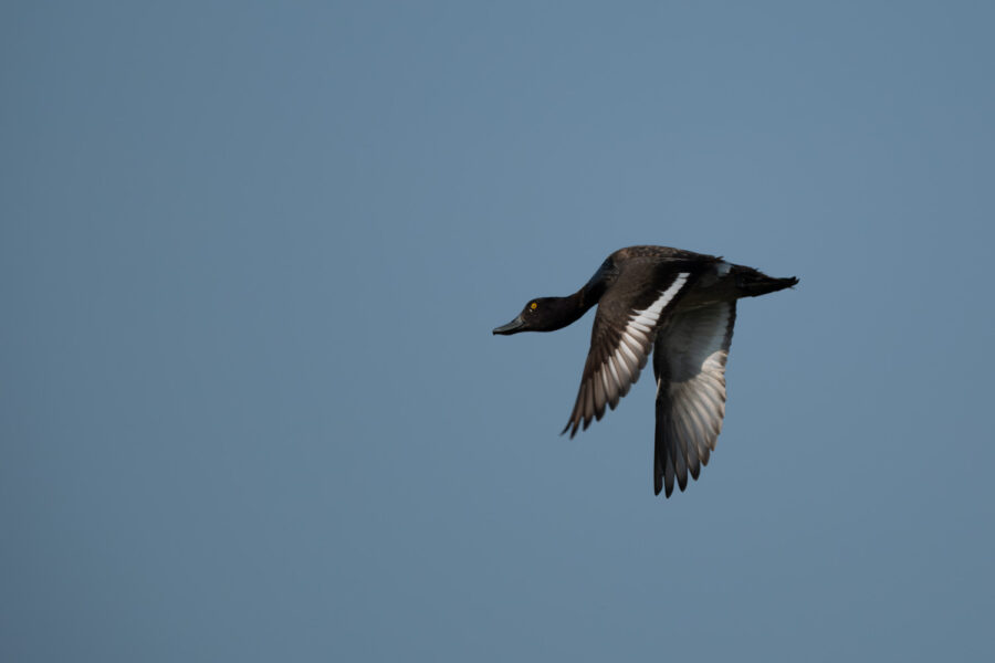Reiherente (Aythya fuligula)