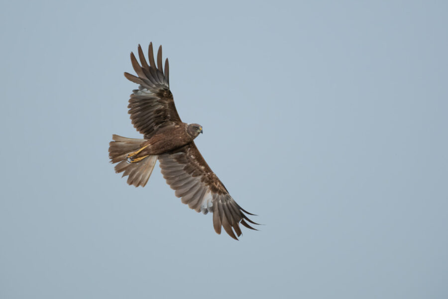 Rohrweihe (Circus aeruginosus)