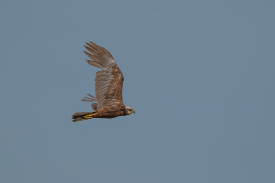 Rohrweihe (Circus aeruginosus)