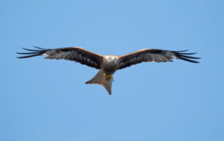 Rotmilan (Milvus milvus)