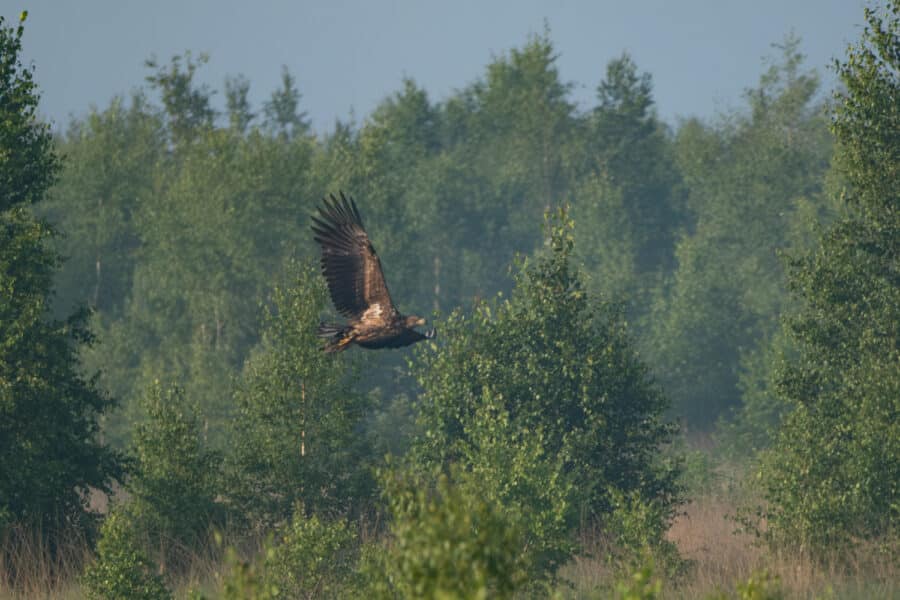 Seeadler
