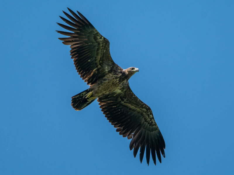 Seeadler