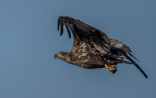 Seeadler