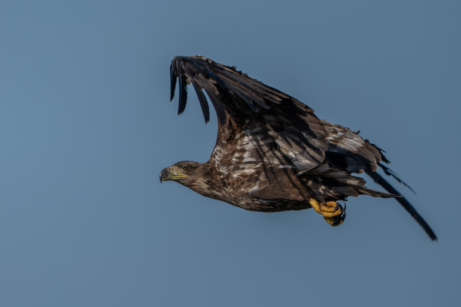 Seeadler