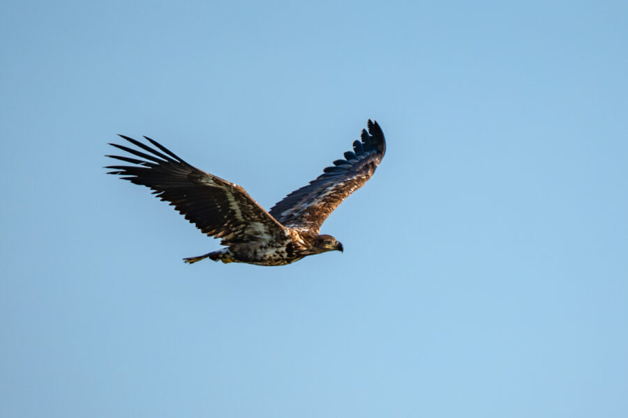 Seeadler