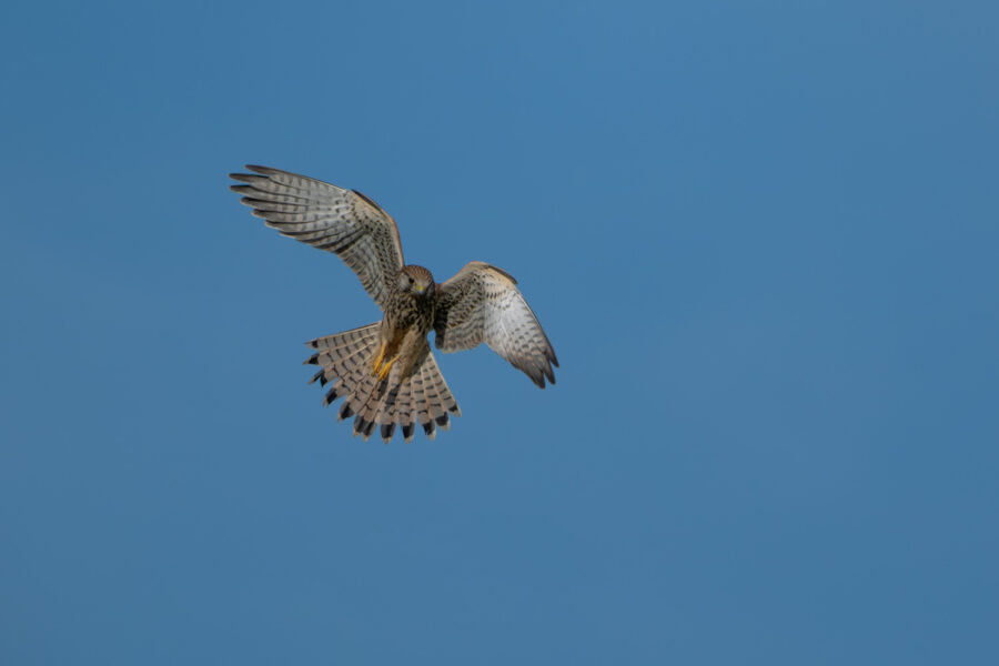 Turmfalke
