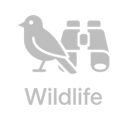 Wildlife_trans