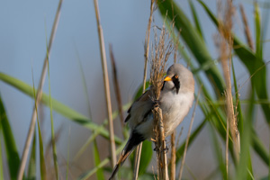 Darß Wildlife